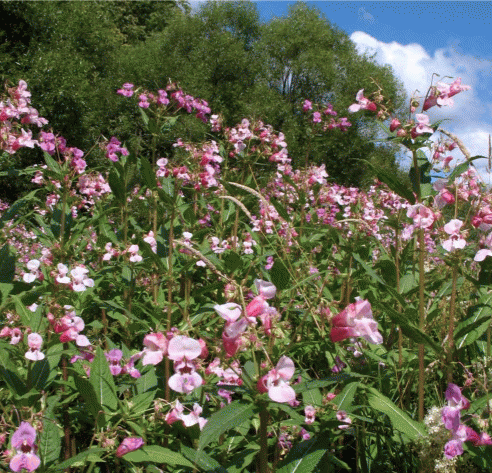 Массовое цветение Impatiens Glandulifera в Москве, в овраге в Битцевском лесопарке