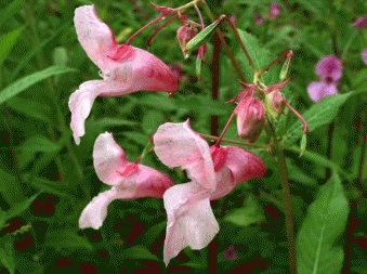 Розовая окраска венчика Impatiens Glandulifera