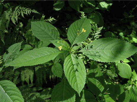 Цветение Impatiens parviflora