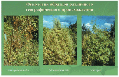 Фенология образцов E.lobata различного географического происхождения