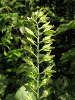Плодоношение Symphytum caucasicum