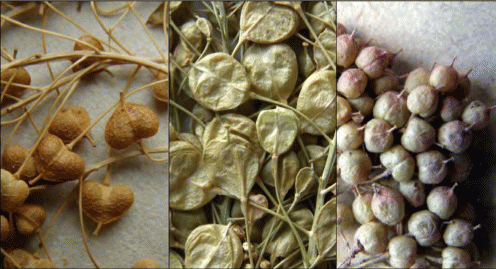 Плоды трёх видов Cardaria: C.draba - слева, C.repens - в центре, C.pubescens - справа