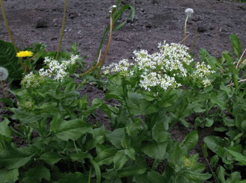 Обочина дороги с Cardaria draba
