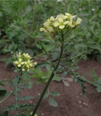 Цветение Erucastrum galicum