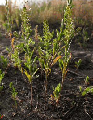 Плодоношение Lepidium densiflorum