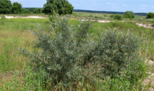Внедрение Hippophae rhamnoides в естественные сообщества