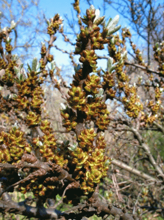 Цветы Hippophae rhamnoides