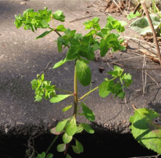 Euphorbia peplus в трещинах асфальта