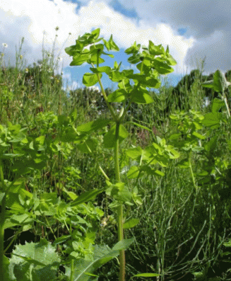 Внедрение Euphorbia peplus в естественные сообщества