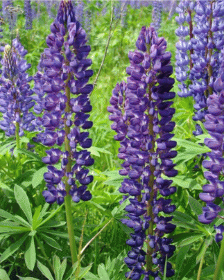 Соцветия Lupinus polyphyllus