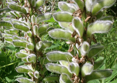 Плоды Lupinus polyphyllus