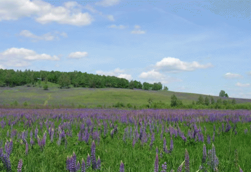 Внедрение Lupinus polyphyllus в луговые сообщества