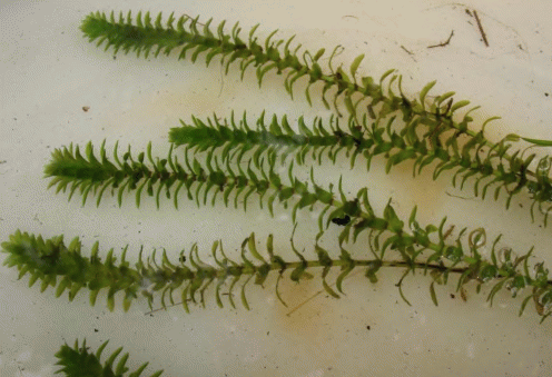 Побеги Elodea canadensis