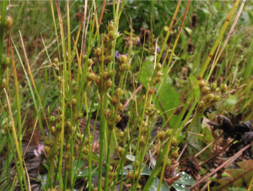Juncus tenuis, общий вид