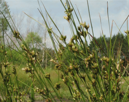 Внедрение Juncus tenuis в естественные сообщества