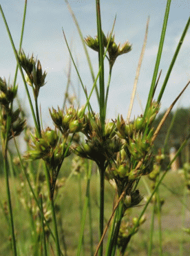 Плодоношение Juncus tenuis