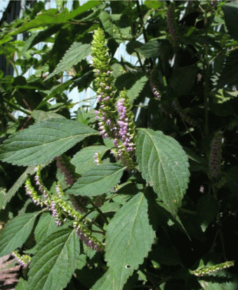 Цветение Elsholzia ciliata