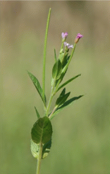 Цветение Epilobium adenocaulon