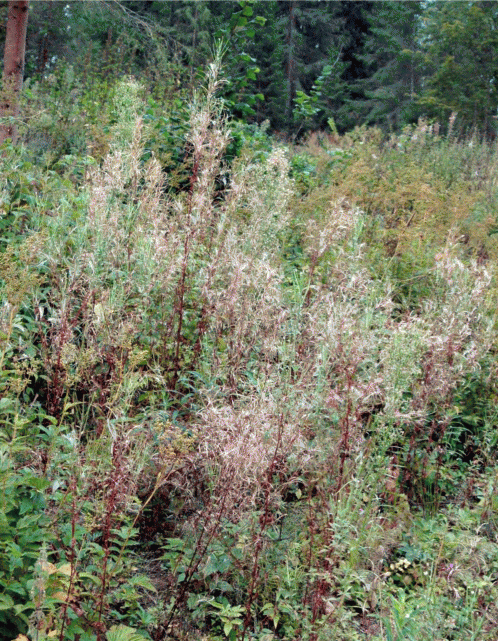 Лесная вырубка с зарослями Epilobium adenocaulon, окрестности Звенигорода