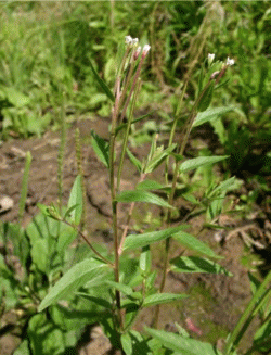 Epilobium pseudorubescens - огородный сорняк