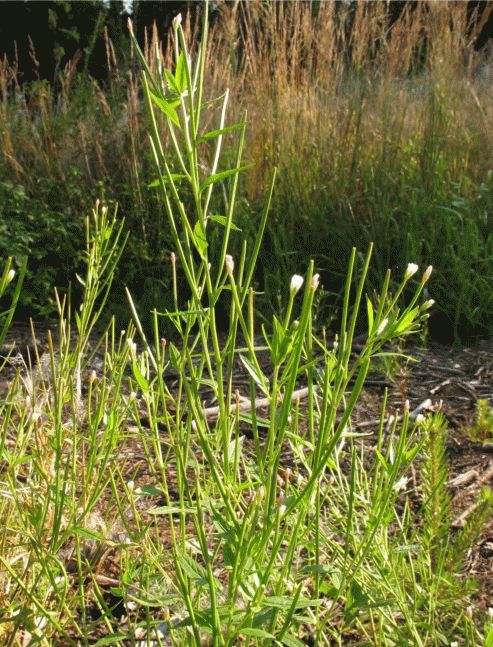 Внедрение Epilobium pseudorubescens в естественные сообщества