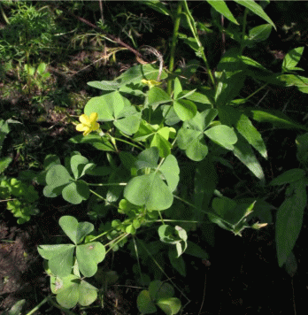 Цветение Oxalis stricta