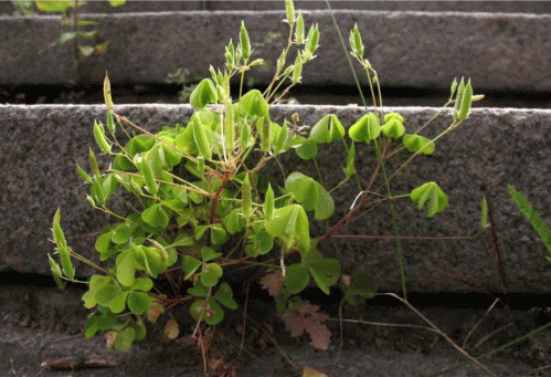 Плодоношение Oxalis stricta