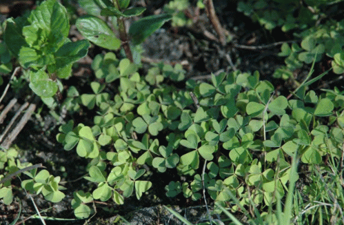 Oxalis stricta - огородный сорняк
