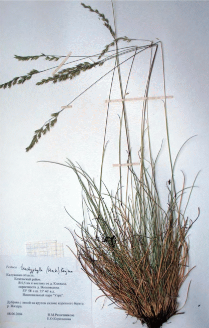 Гербарный лист Festuca trachyphylla