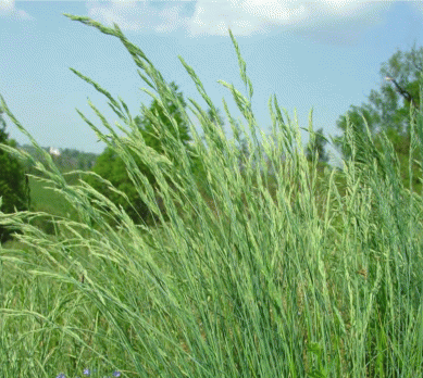 Внедрение Festuca trachyphylla в естественные сообщества