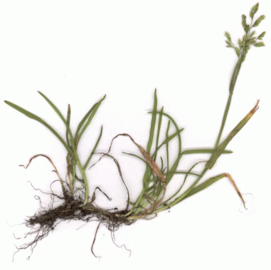 Корневища Poa supina