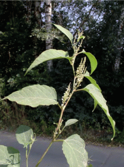 Побег Reynoutria japonica, Московская область, ж/д станция "Тарасовка"