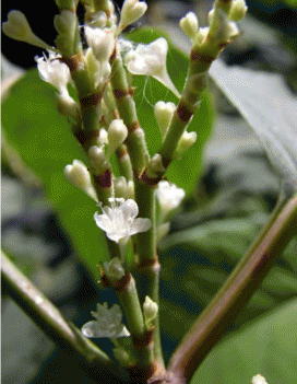 Тычиночные цветки Reynoutria japonica