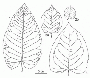 Форма листьев европейских видов Reynoutria japonica 1 - R.sachalinensis, 2a - R.japonica var.japonica, 2b - R.japonica, 2b - R.japonica var. compacta, 3 - R. x bohemica