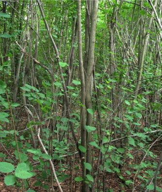 Amelanchier spicata, общий вид растения
