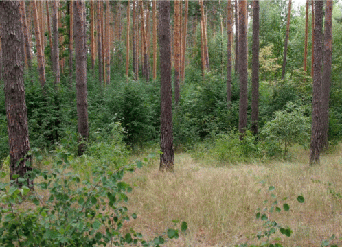 Внедрение Amelanchier spicata в сосновый лес