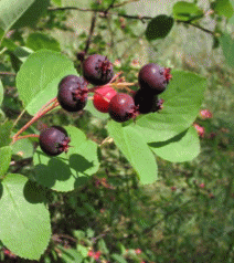 Цветение и плодоношение Amelanchier spicata