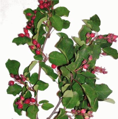 Побеги Amelanchier alnifolia
