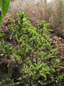 Amaranthus albus, общий вид растения