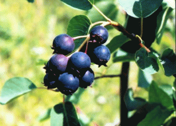 Плодоношение Amelanchier alnifolia