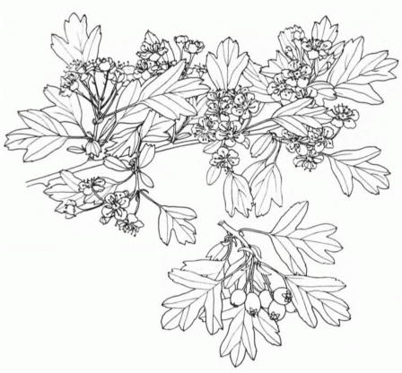Рисунок из книжки Crataegus monogyna