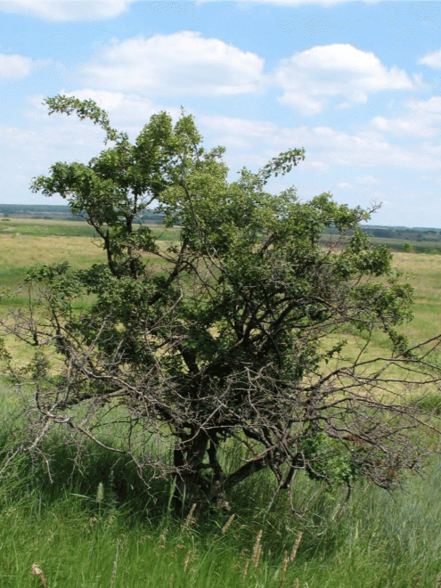 Деревце Crataegus monogyna