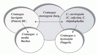 Схема отношений Crataegus monogyna и близких видов