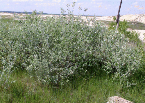 Клон Populus alba