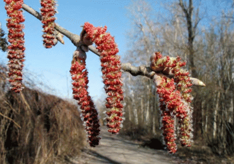 Сережка Populus alba