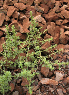Растение Amaranthus albus на ж/д насыпи, устойчивое к гербицидам