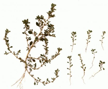 Две формы Amaranthus albus: слева - f.ablus, справа - f.minimus