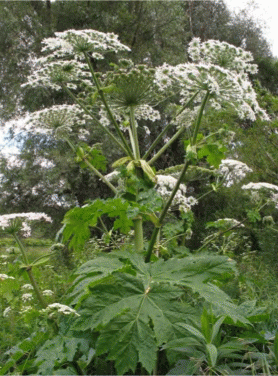 Heracleum sosnowskyi, общий вид цветущего растения