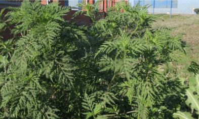 Ambrosia artemisiifolia по нарушенным местообитаниям у жилья