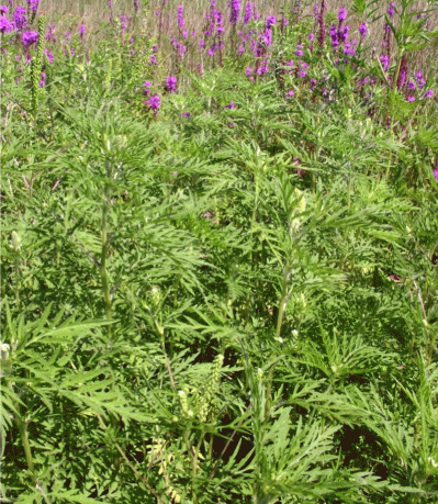 Ambrosia artemisiifolia в пойменных лугах реки Дон